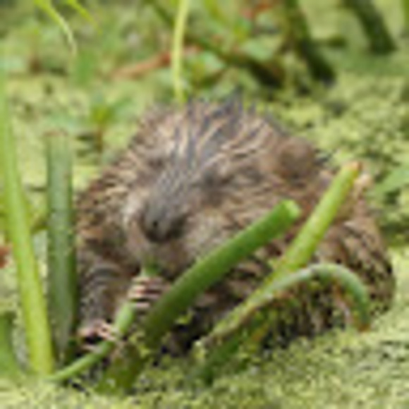 Meet your Posher, Juniper - Picture 1 of 1